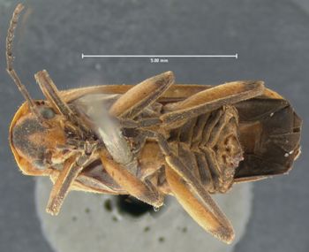 Media type: image;   Entomology 2823 Aspect: habitus ventral view